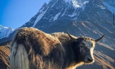 Mt Fishtail view during the Annaprna Base Camp Trek