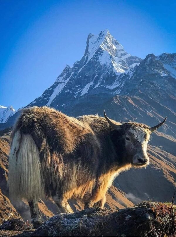 Mt Fishtail view during the Annaprna Base Camp Trek