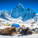 Hairy yaks resting in front of a snowy camp with Ama Dablam (6812m) in the background, located in Sagarmatha National Park, Nepal