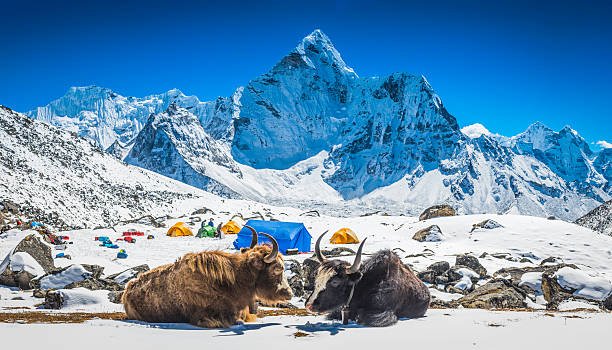 Hairy yaks resting in front of a snowy camp with Ama Dablam (6812m) in the background, located in Sagarmatha National Park, Nepal