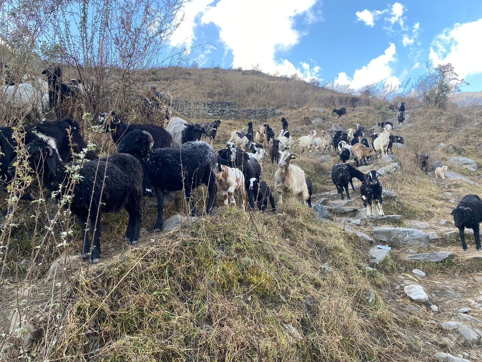 Goats and Sheep Grazing – Tamang Heritage Trail, Nepal