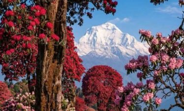 Ghorepani Poon Hill Trek in spring with rhododendron forest and Annapurna mountain view Nepal
