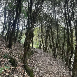 Chpampadevi Hike (5)