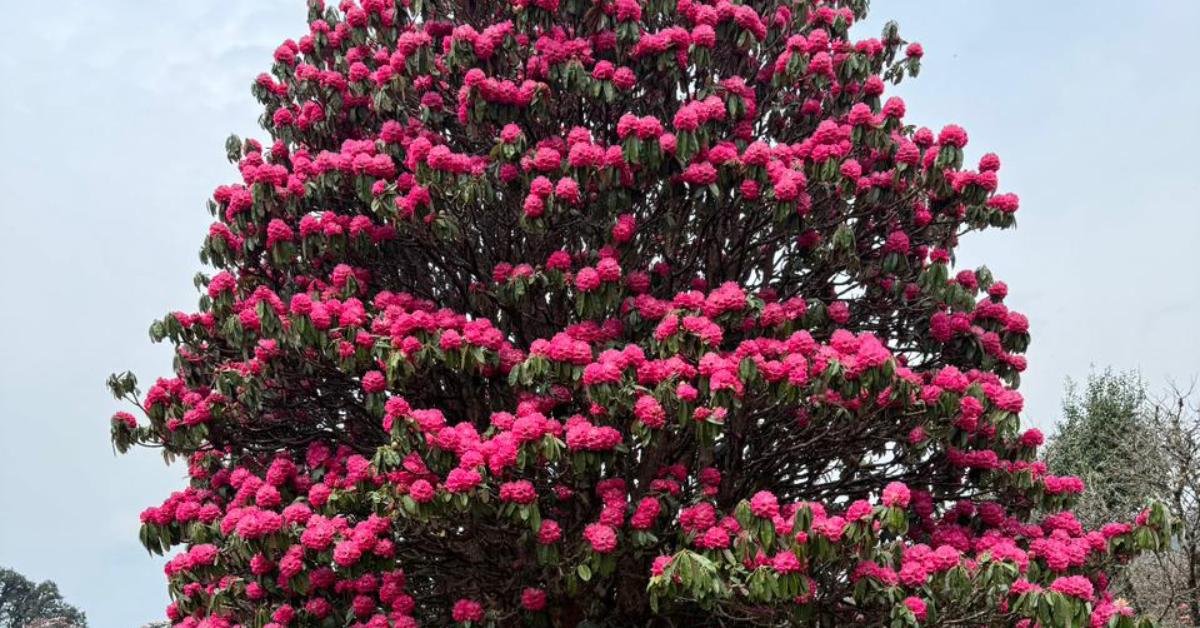 Rhododendron trees in bloom on the Ghorepani Poon Hill Trek trail Nepal