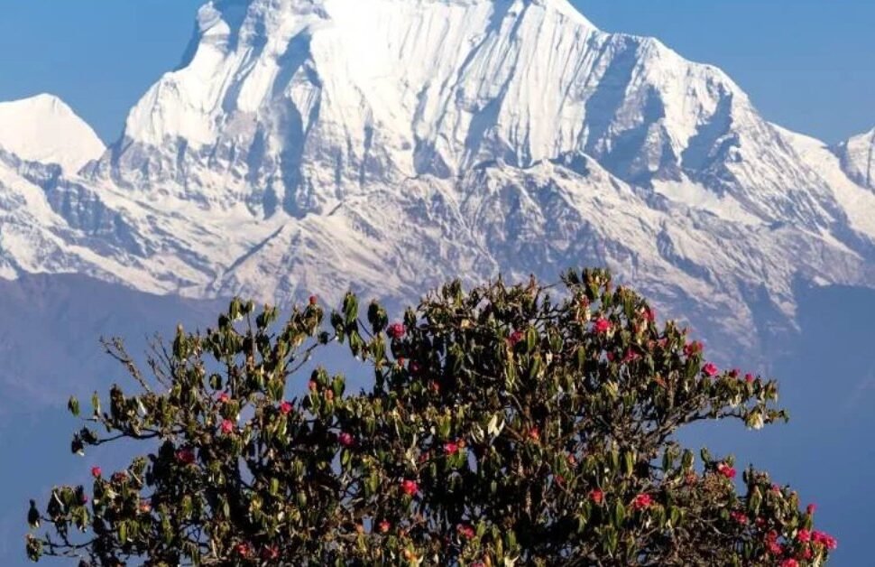 Best time for Ghorepani Poon Hill Trek rhododendron season