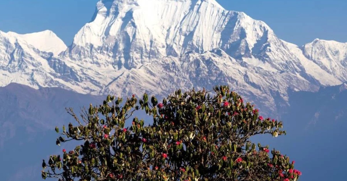 Best time for Ghorepani Poon Hill Trek rhododendron season