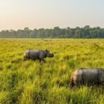 Chitwan's One Horned Rhino