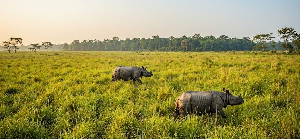 Chitwan's One Horned Rhino